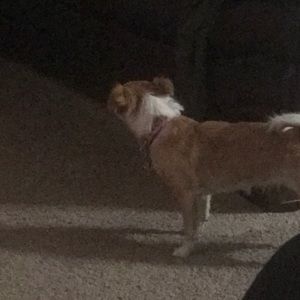 Meet your Posher, Jasmin